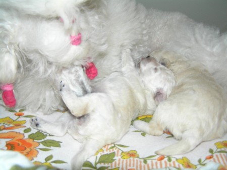 Dorly štěňátka 13. den mateřská péče